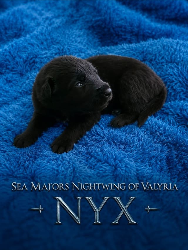 Belgian Sheepdog Puppies media 8