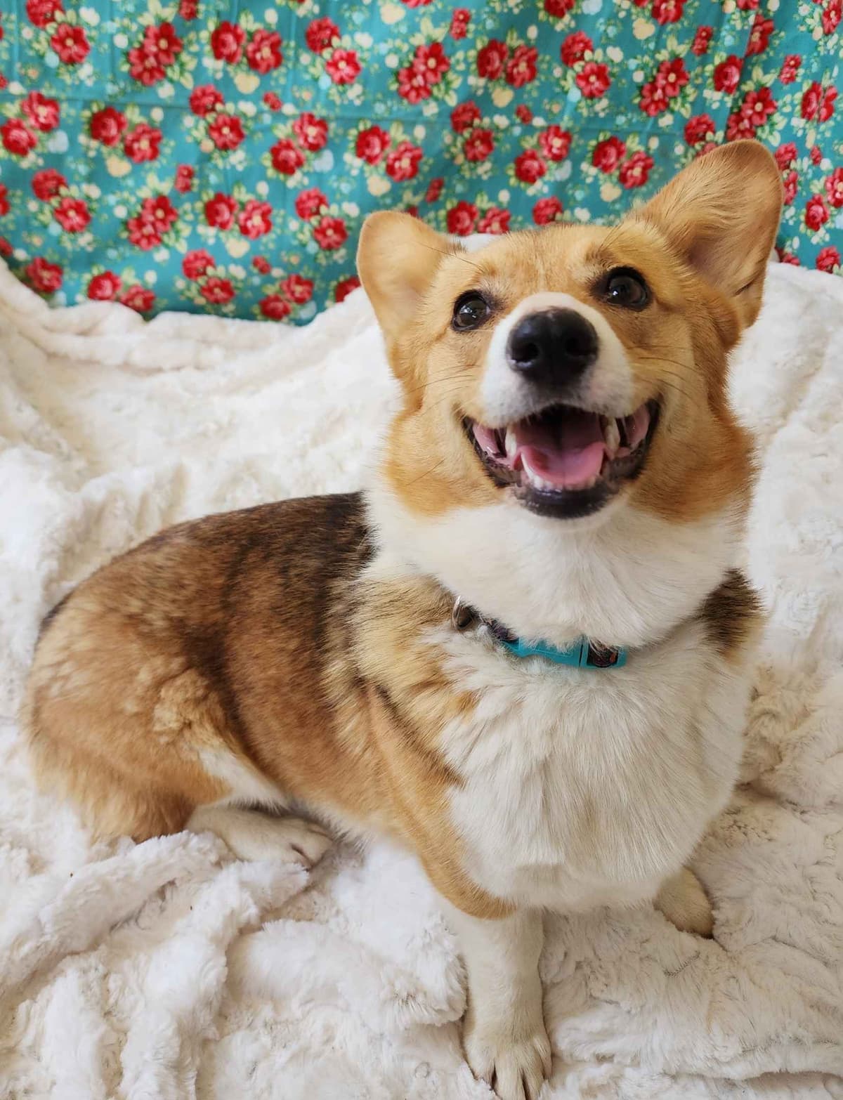 Pembroke Welsh Corgi Puppies breeder image 1