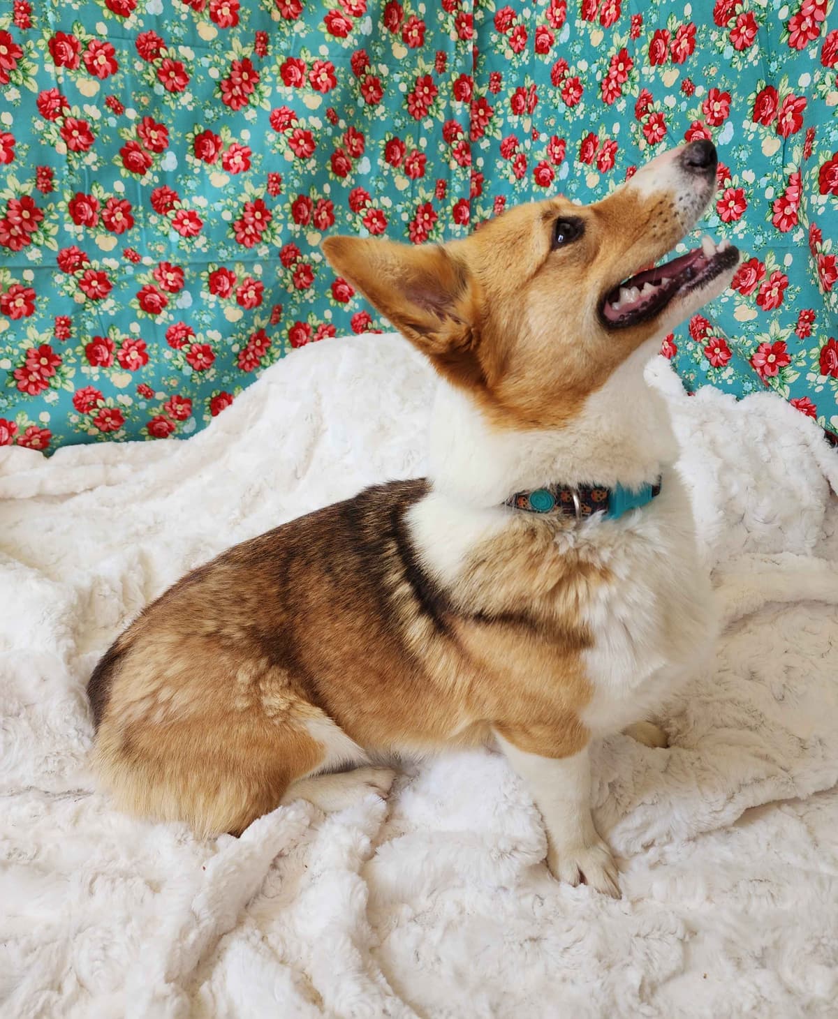 Pembroke Welsh Corgi Puppies breeder image 2