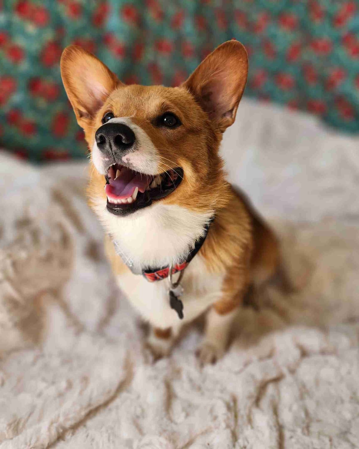 Pembroke Welsh Corgi Puppies breeder image 3