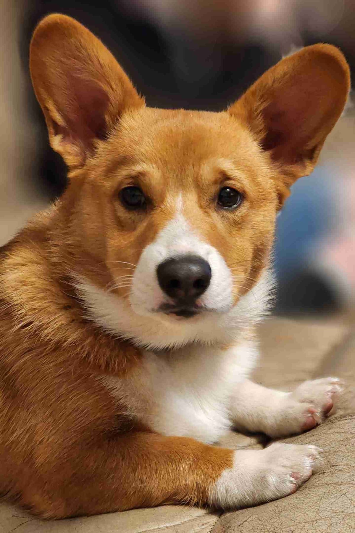 Pembroke Welsh Corgi Puppies breeder image 5