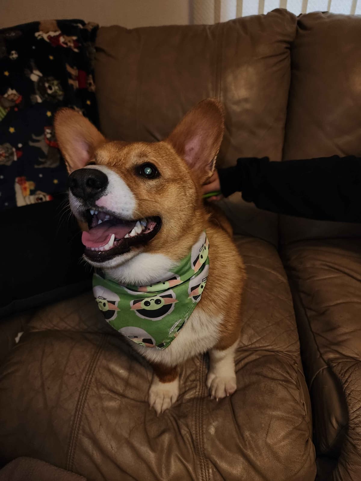 Pembroke Welsh Corgi Puppies breeder image 8