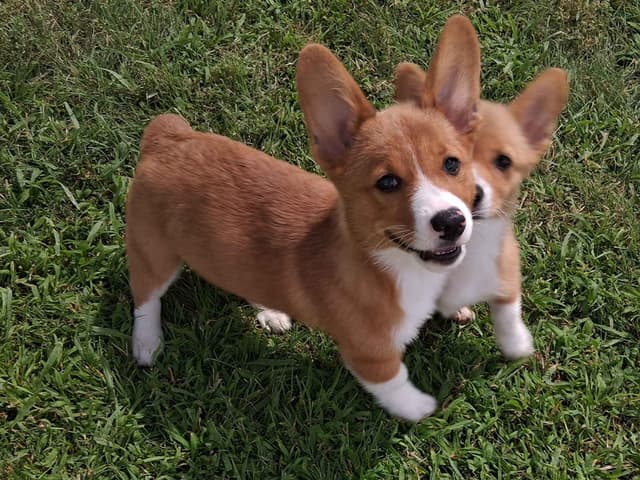 Pembroke Welsh Corgi Puppies media 2