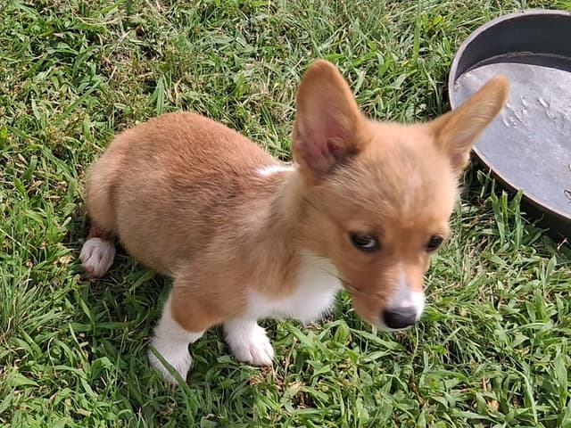 Pembroke Welsh Corgi Puppies media 3