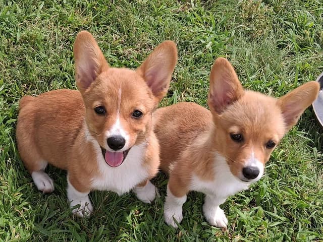 Pembroke Welsh Corgi Puppies media 4
