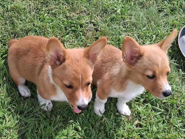 Pembroke Welsh Corgi Puppies media 5