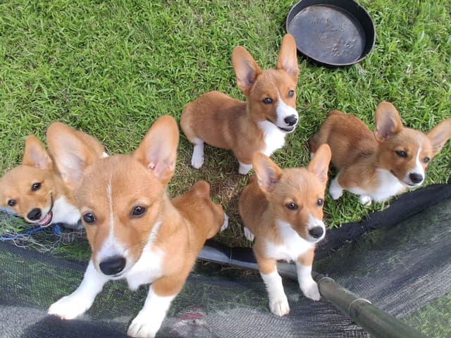 Pembroke Welsh Corgi Puppies media 6