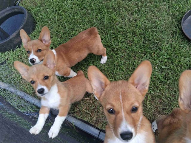 Pembroke Welsh Corgi Puppies media 7