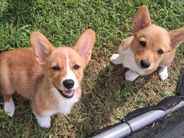 Pembroke Welsh Corgi Puppies media 8