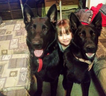 All black German Shepherd Puppies 602-518-2310 media 7