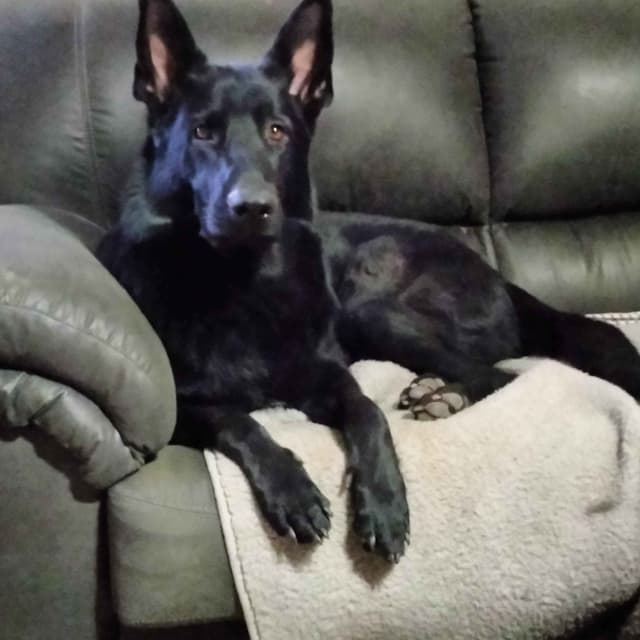 All black German Shepherd Puppies 602-518-2310 media 3