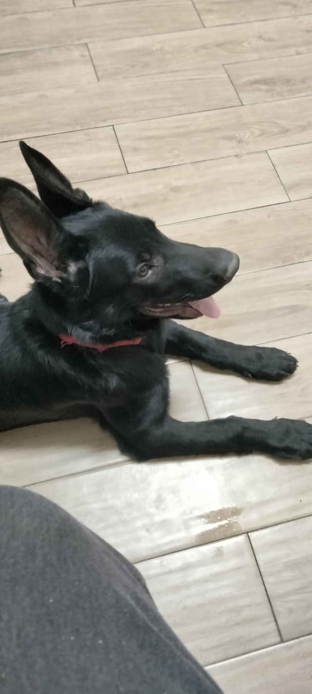 All black German Shepherd Puppies 602-518-2310 media 5