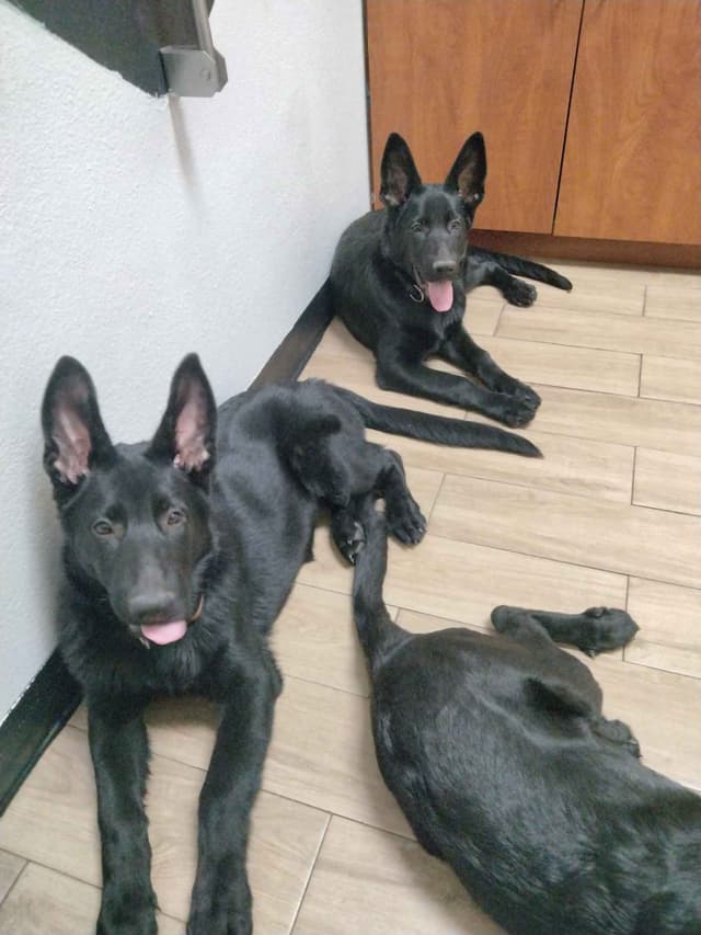 All black German Shepherd Puppies 602-518-2310 media 6