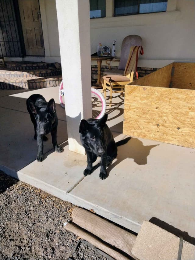 All black German Shepherd Puppies 602-518-2310 media 4