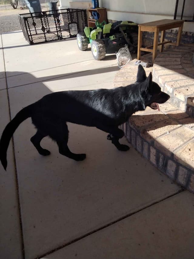 All black German Shepherd Puppies 602-518-2310 media 8