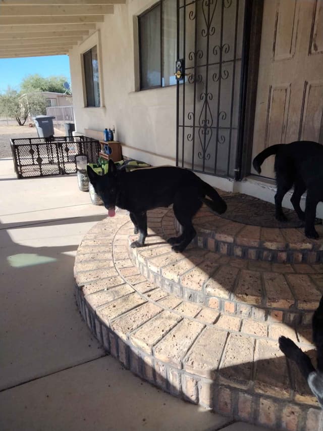 All black German Shepherd Puppies 602-518-2310 media 9