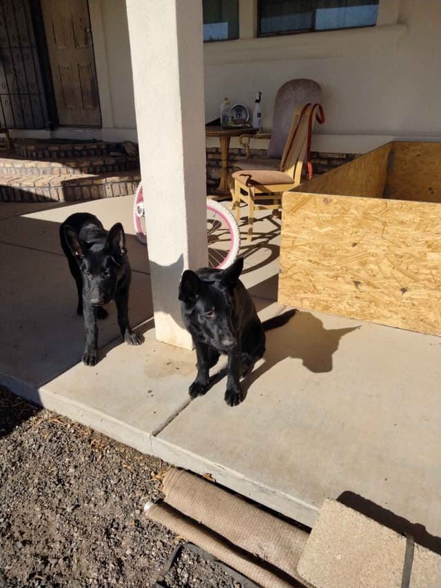 All black German Shepherd Puppies 602-518-2310 media 10