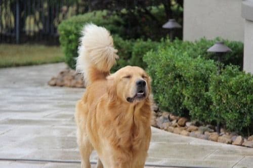 Golden Retriever Puppies - Ready to go home July 22 breeder image 2