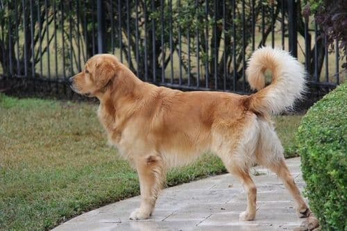 Golden Retriever Puppies - Ready to go home July 22 breeder image 1