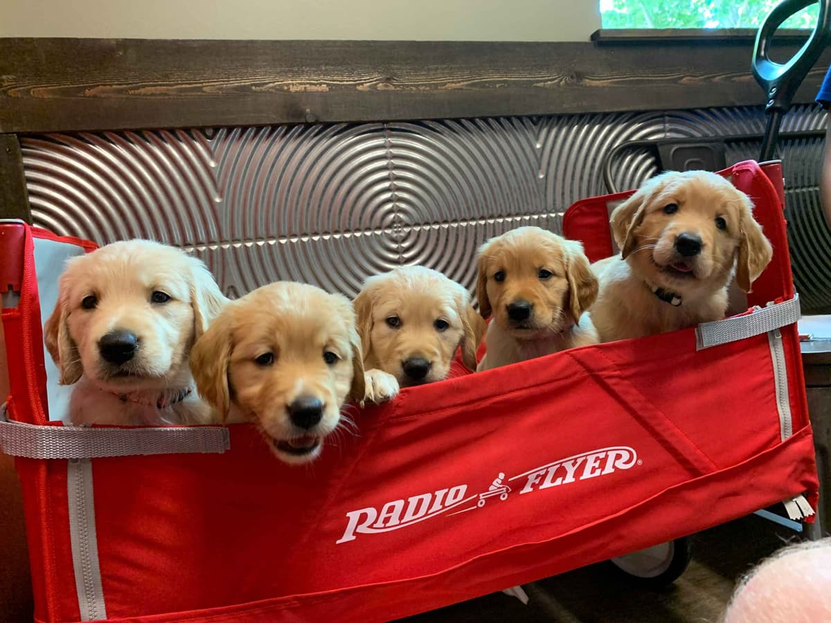 Golden Retriever Puppies - Ready to go home July 22 breeder image 10