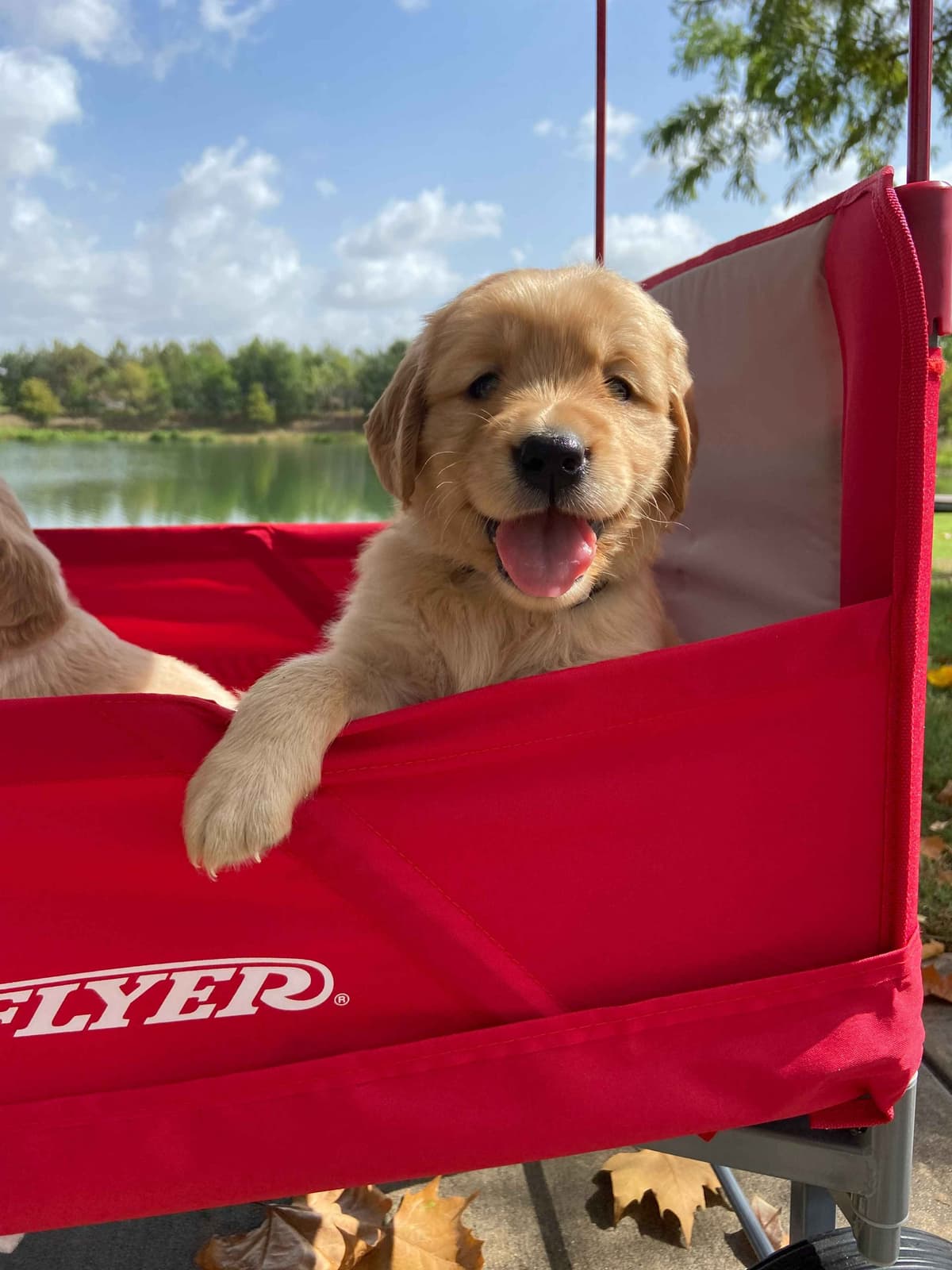 Golden Retriever Puppies - Ready to go home July 22 breeder image 11