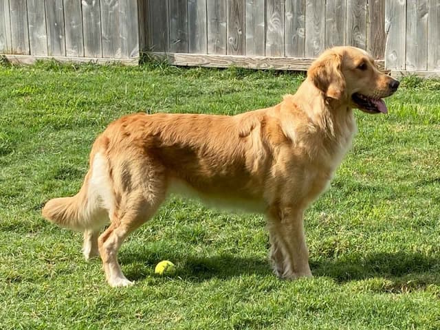Golden Retriever Puppies - Ready to go home July 22 media 3