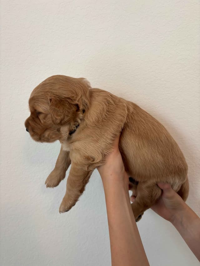 Golden Retriever Puppies - Ready to go home July 22 media 7