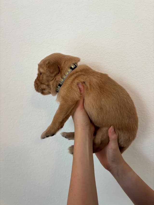 Golden Retriever Puppies - Ready to go home July 22 media 9