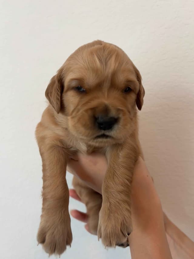 Golden Retriever Puppies - Ready to go home July 22 media 10