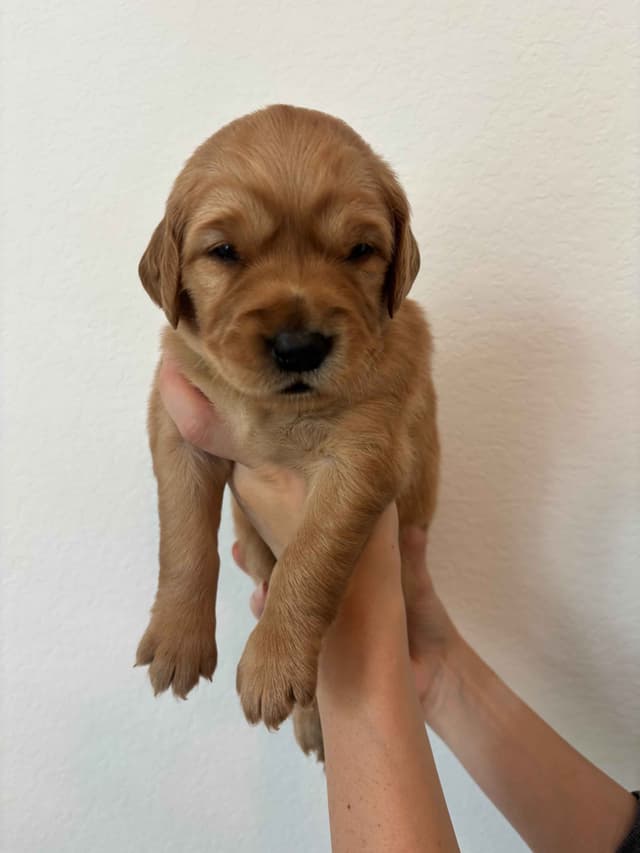 Golden Retriever Puppies - Ready to go home July 22 media 12