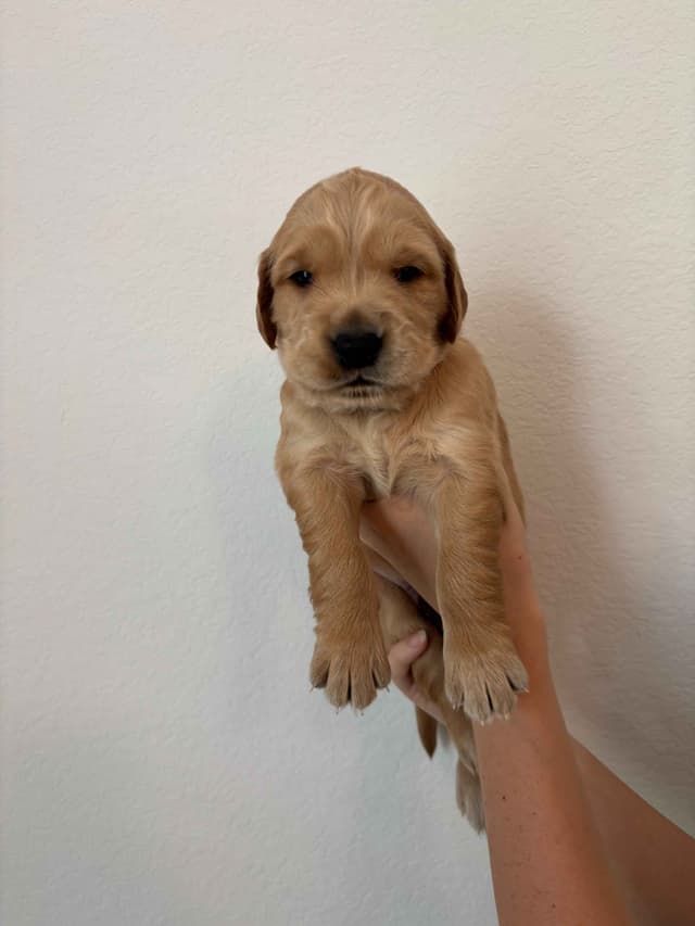 Golden Retriever Puppies - Ready to go home July 22 media 14
