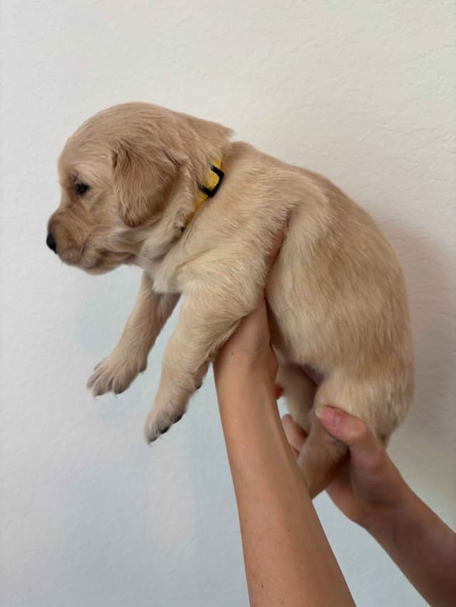 Golden Retriever Puppies - Ready to go home July 22 media 5