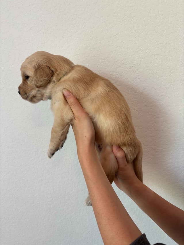 Golden Retriever Puppies - Ready to go home July 22 media 17