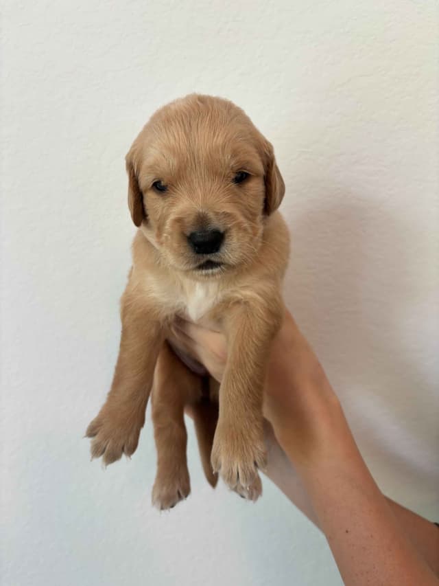 Golden Retriever Puppies - Ready to go home July 22 media 18