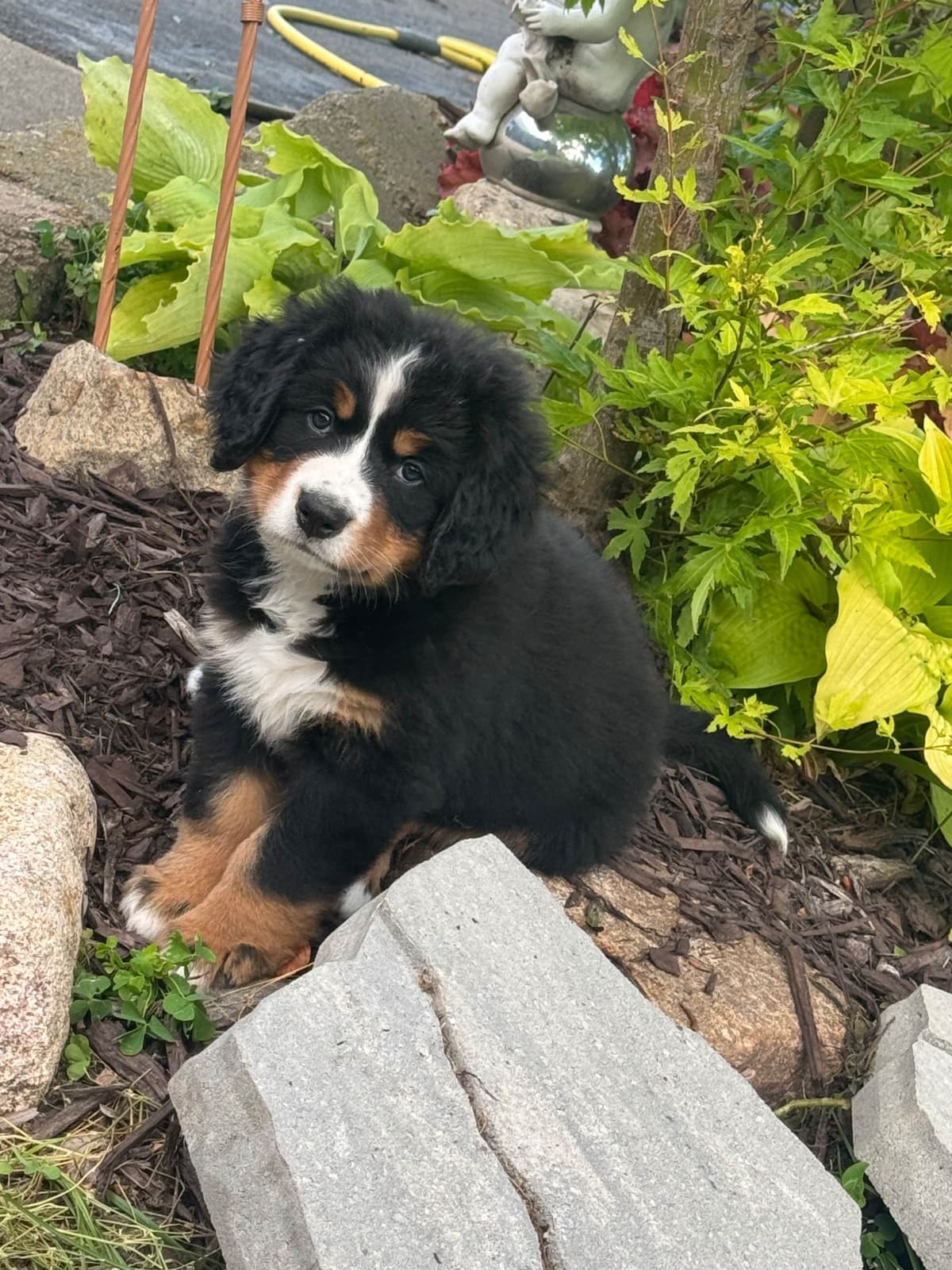 Bernese Mountain Dog Puppies breeder image 1