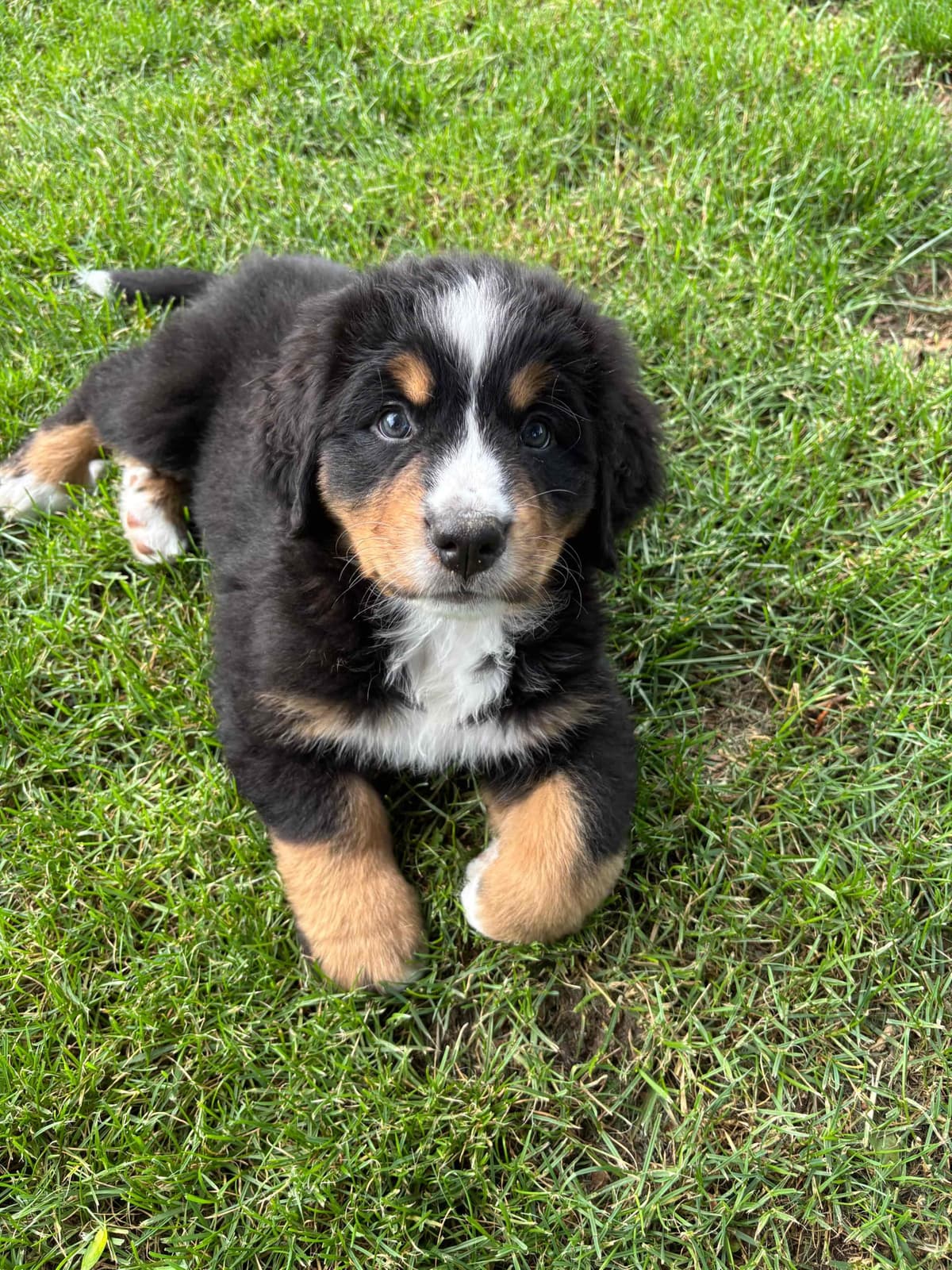 Bernese Mountain Dog Puppies breeder image 2