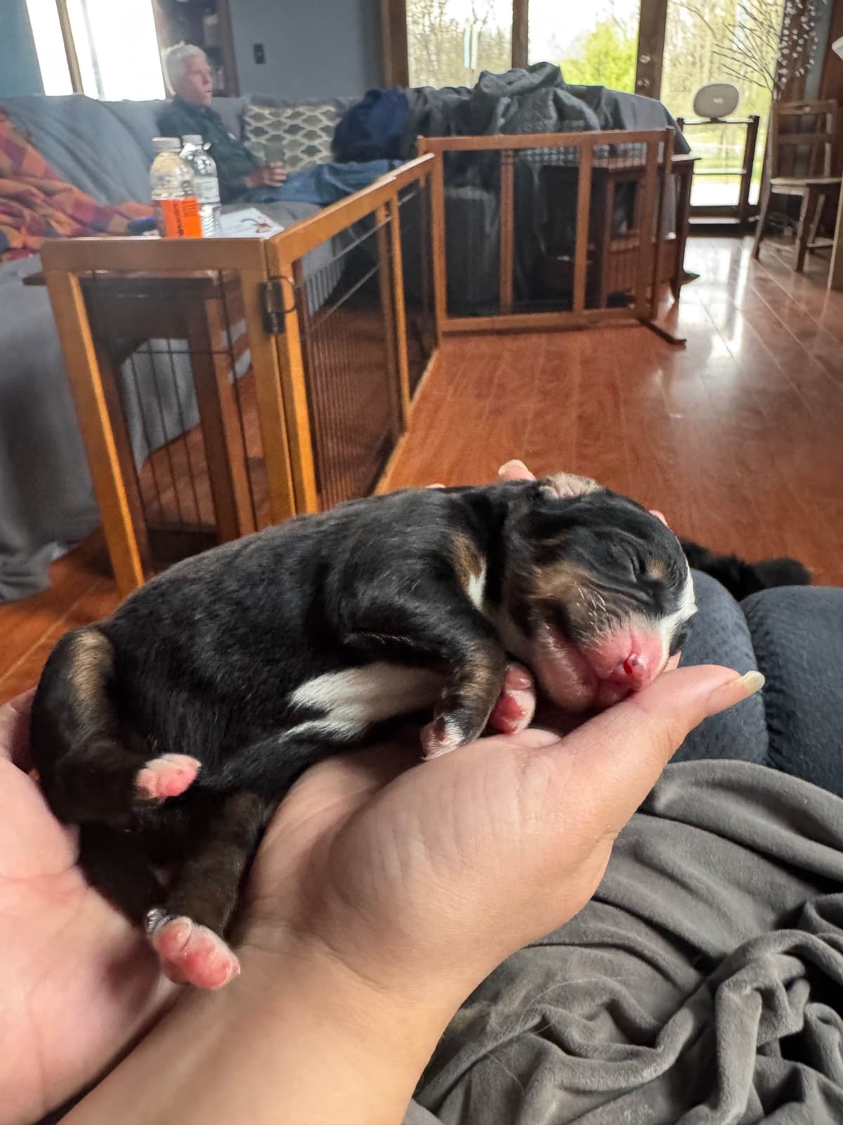 Bernese Mountain Dog Puppies breeder image 3
