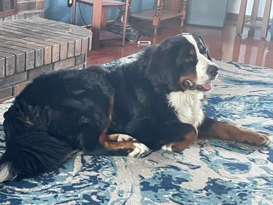 Bernese Mountain Dog Puppies breeder image 4