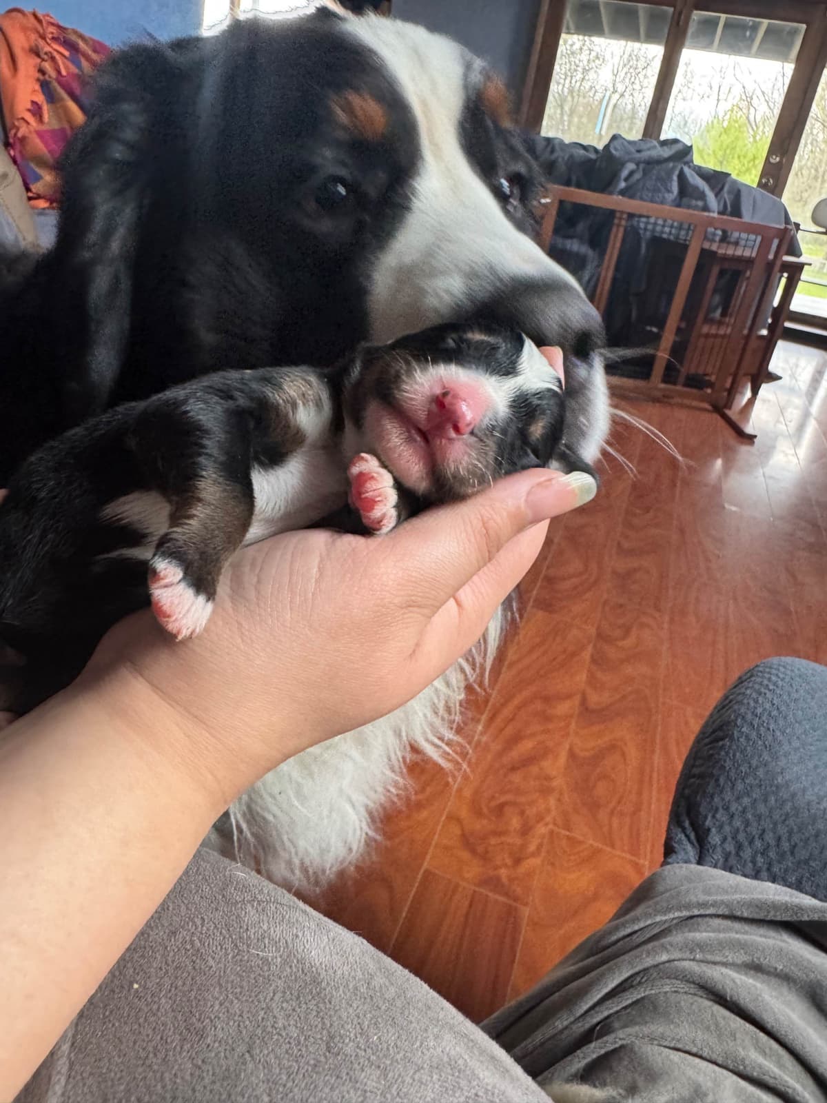 Bernese Mountain Dog Puppies breeder image 5