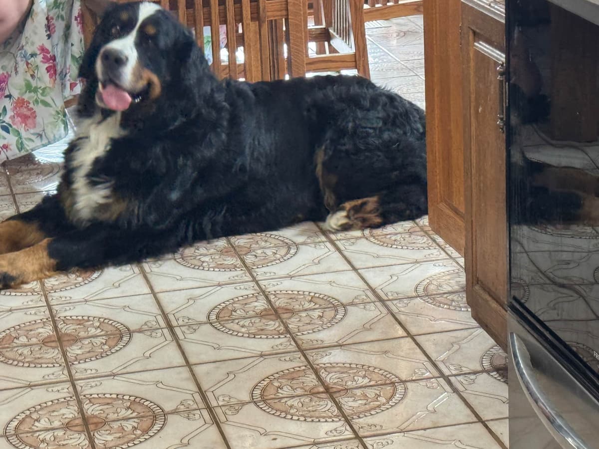 Bernese Mountain Dog Puppies breeder image 6