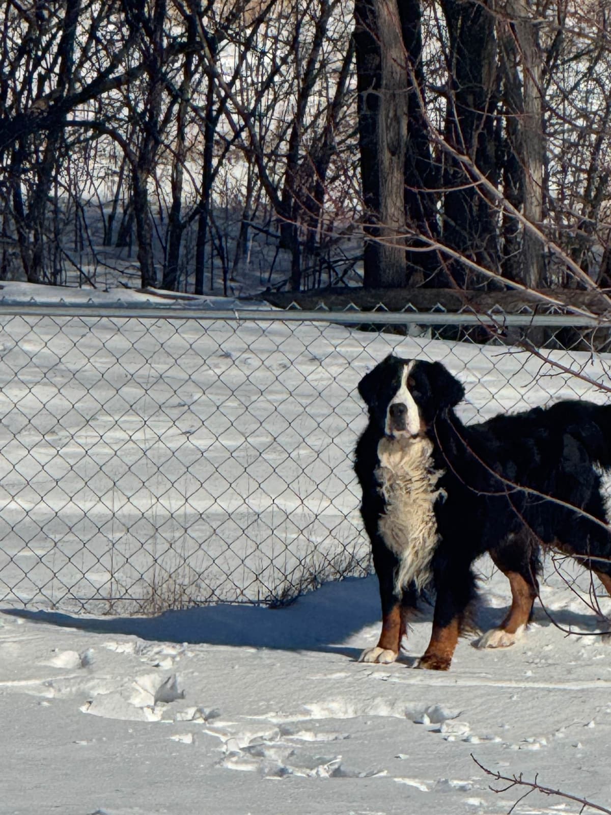 Bernese Mountain Dog Puppies breeder image 7