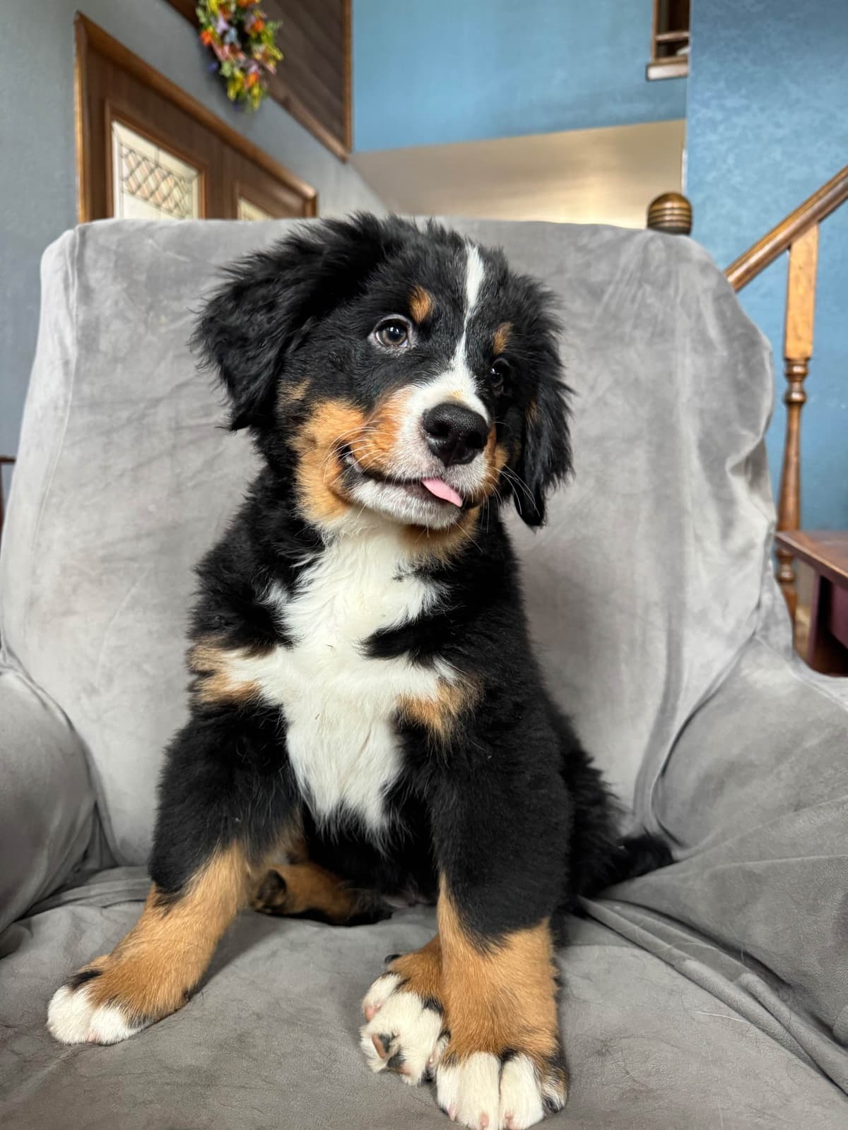 Bernese Mountain Dog Puppies breeder image 8