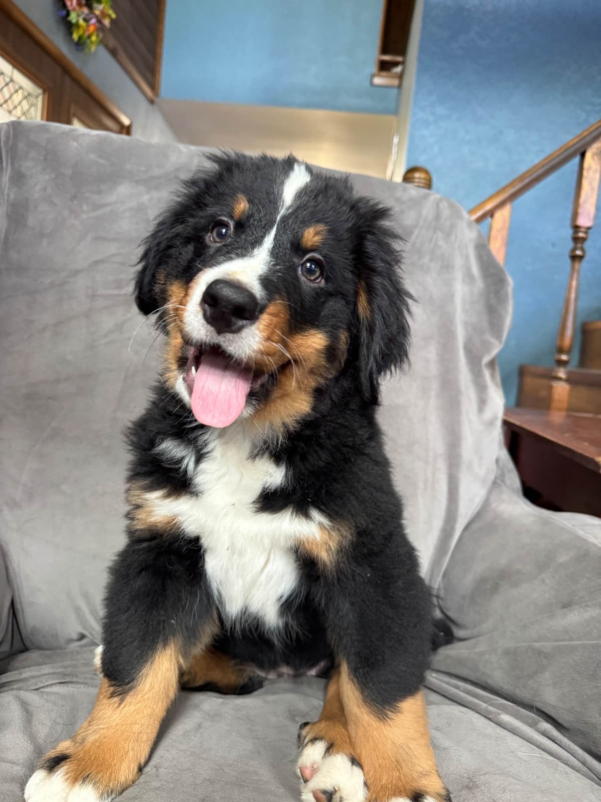 Bernese Mountain Dog Puppies breeder image 9