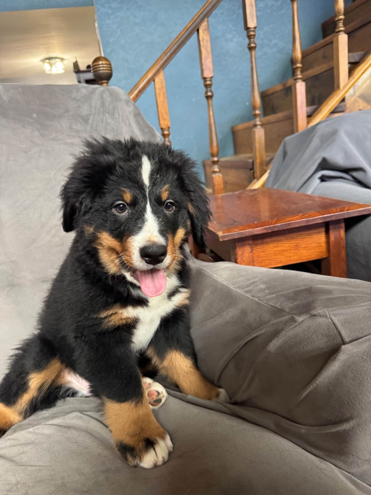 Bernese Mountain Dog Puppies breeder image 10