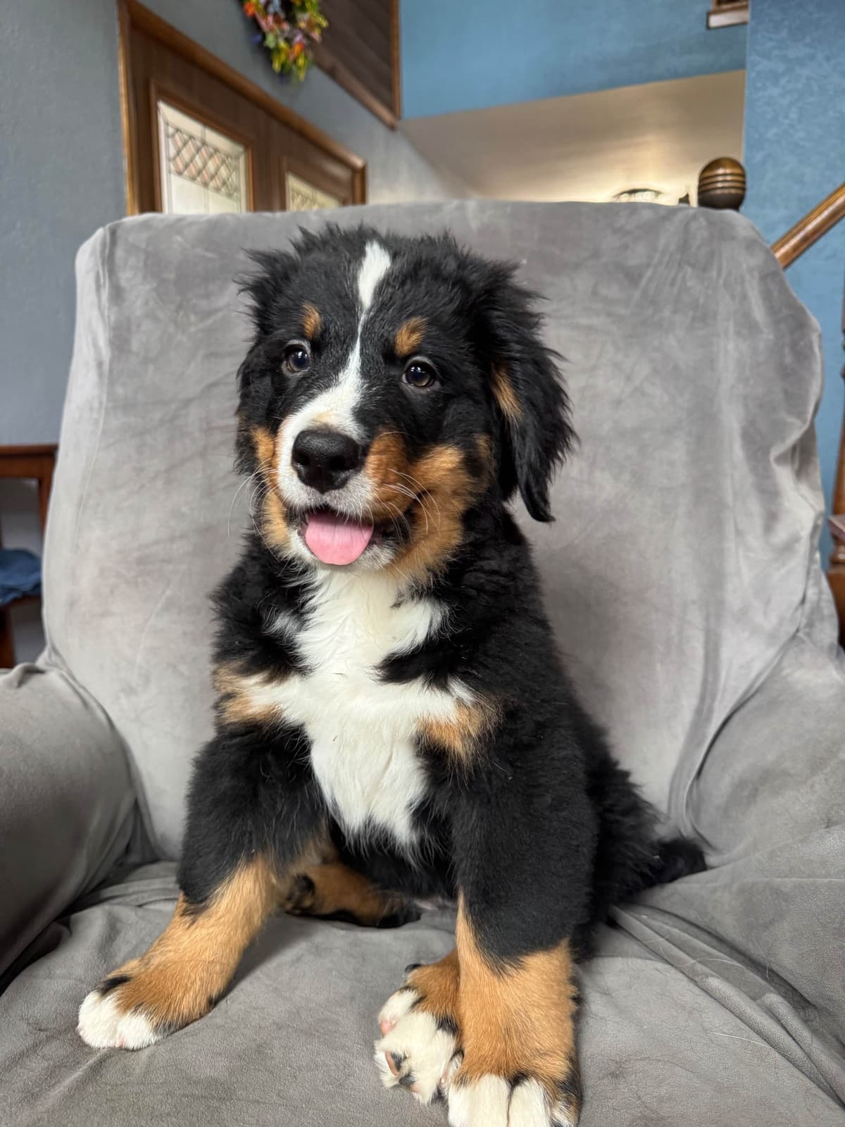 Bernese Mountain Dog Puppies breeder image 11