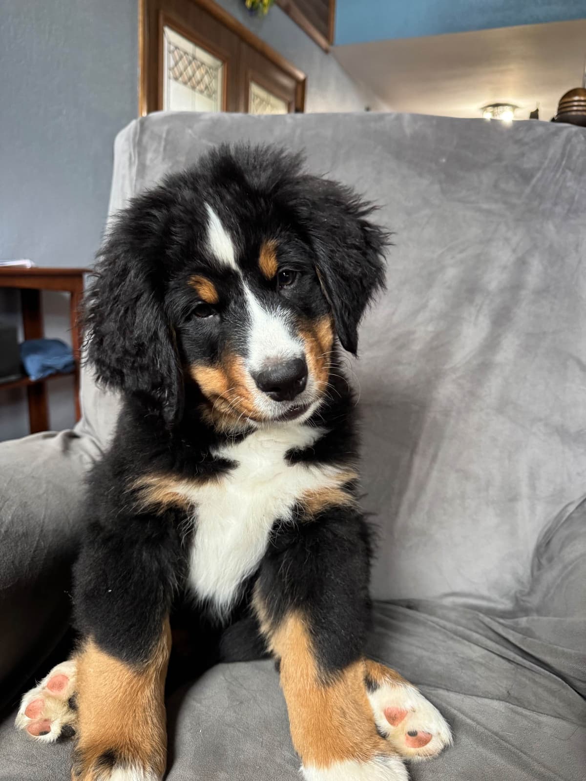 Bernese Mountain Dog Puppies breeder image 13