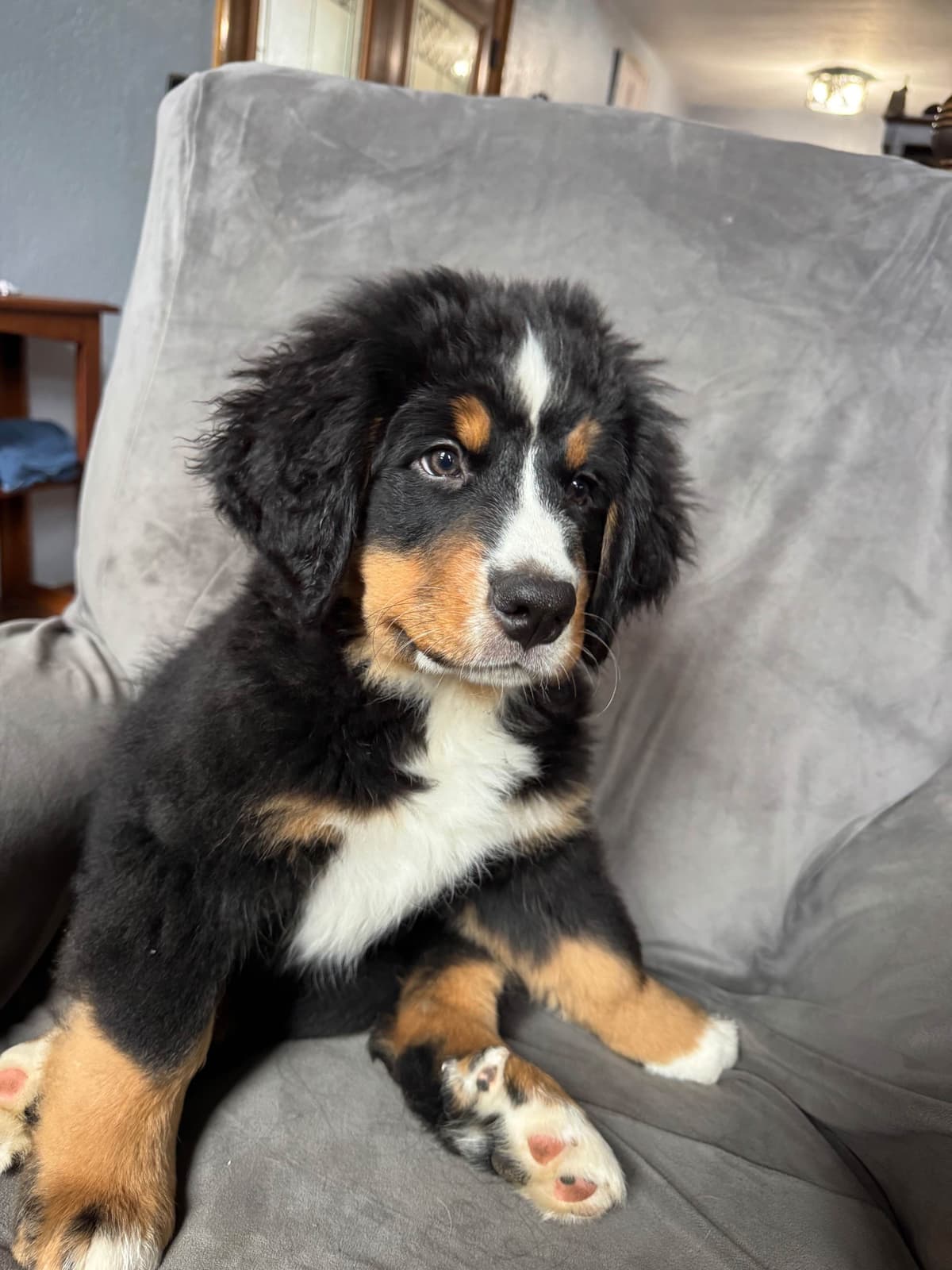 Bernese Mountain Dog Puppies breeder image 14