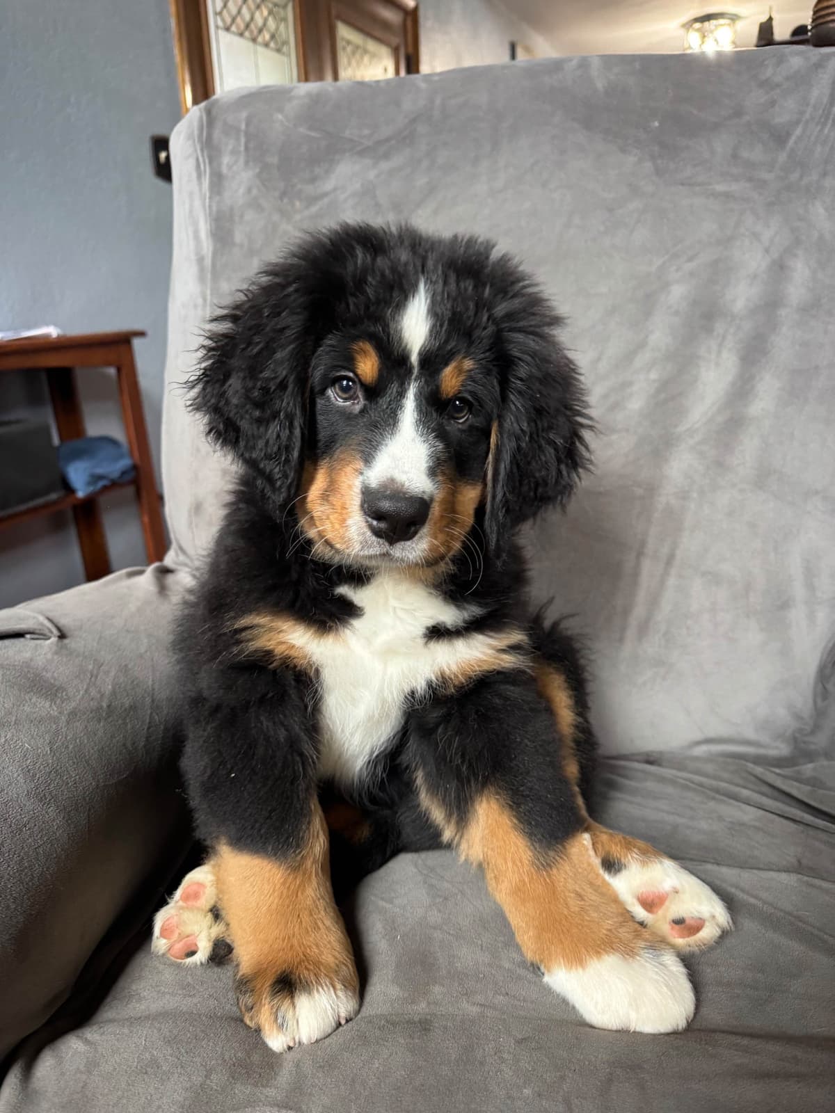 Bernese Mountain Dog Puppies breeder image 15