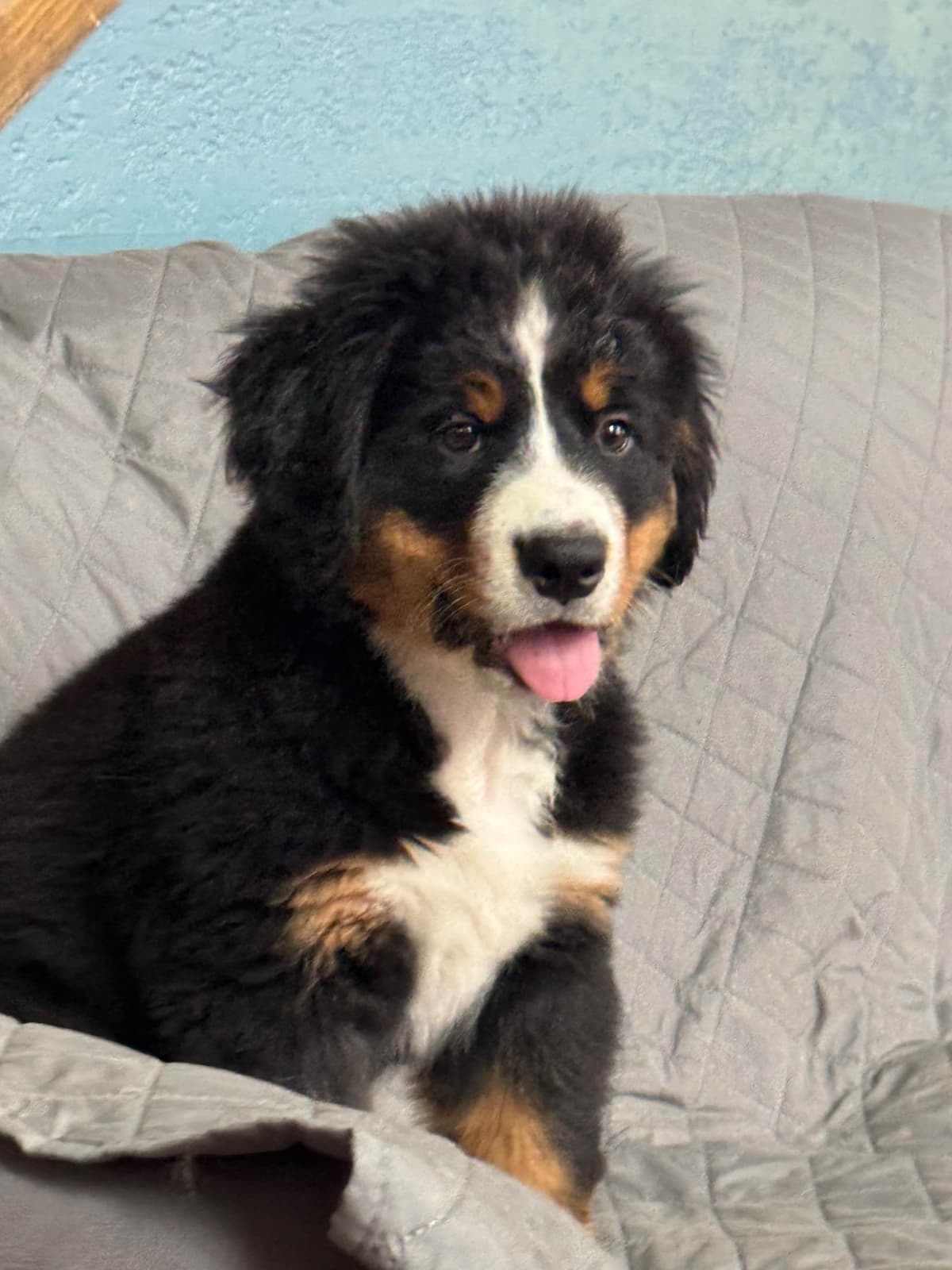 Bernese Mountain Dog Puppies breeder image 16