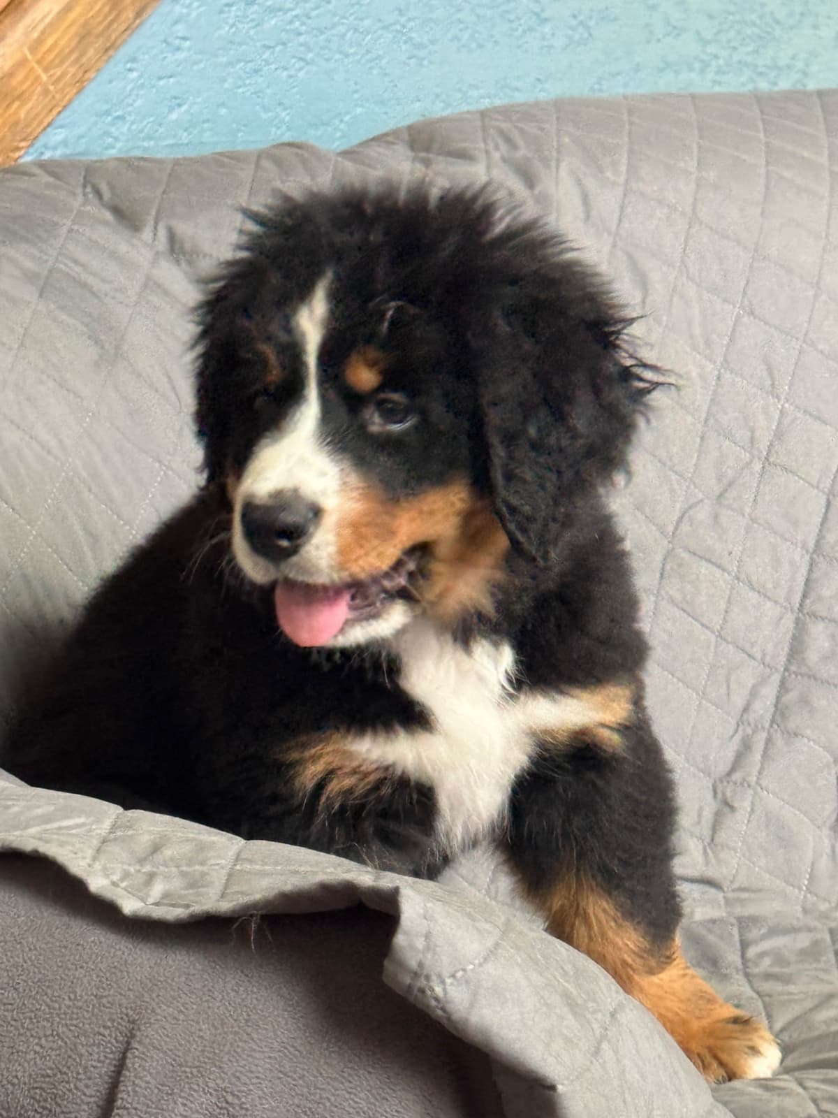 Bernese Mountain Dog Puppies breeder image 17